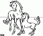 Cheval et poulai
