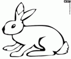 Lapin