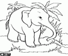 Éléphant dans la jungle