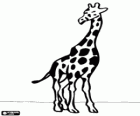 Une girafe avec le corps vu de face