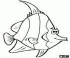 Poisson du corail