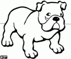 Bulldog anglais - Bulldog
