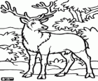 Cerf dans la forêt