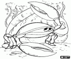 Crabe sur les fonds marins