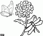 Un chrysanthème à une libellule et un papillon