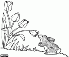 Lapin odeurant d'une fleur de tulipe