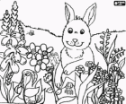 Lapin entre les fleurs et les insectes sur le terrain au printemps