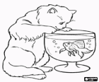 Chat regardant un poisson qui nage dans un aquarium