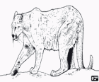 Puma, couguar ou lion des montagne, un grand félin solitaire