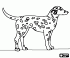 Chien dalmatien avec sa peau couverte de taches