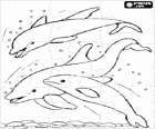 Puzzle de groupe de dauphins en sautant