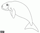 Le dugong est un sirénien herbivore mangent les algues sur les rives de l'océan Indien