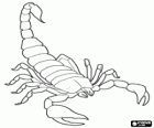 Scorpion de l'ordre des arachnides