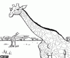 Girafe adulte avec un autre girafe dans le lointain, quelques arbres en arrière-plan