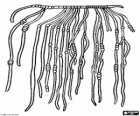 Quipu, un ensemble de plusieurs cordes nouées suspendus qui a été utilisé comme un système de comptabilité par les sages des anciens Incas