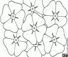 Fleurs de pavot. Journée des anciens combattants ou le jour du Souvenir, une journée de commémoration dans les pays du Commonwealth à se rappeler les membres de leurs forces armées qui sont morts depuis la Première Guerre mondiale