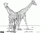 Famille de girafes, girafes adultes et girafe bébé