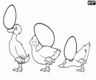 Trois canetons jouant avec trois oeufs