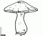 Un autre type de champignon terrestre