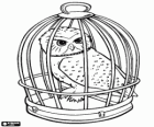 Hedwig, la Chouette blanche de Harry Potter dans la cage