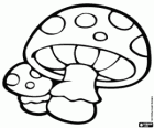 Champignons vénéneuses. Champignons des gnomes