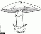 Champignon modèle afin d'identifier les différentes parties des champignons