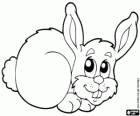Petit lapin