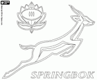 Logo de l'équipe nationale de rugby de l'Afrique du Sud, les springboks. Emblème, le springbok et le protea