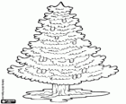 Sapin, arbre conifère
