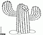 Cactus Saguaro