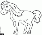 Cheval de compétition
