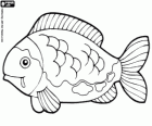Carpe koï. Poissons d'ornement orientales