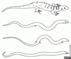 Reptiles, lézards et serpents