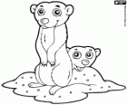 Suricates