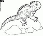Lézard