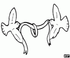 Deux colombes avec un ruban avec un anneau, un symbole du mariage