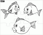Puzzle d'un groupe de poissons avec un grand sourire