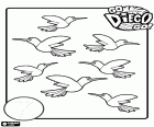 Apprendre à compter jusqu'à numéro sept avec 7 oiseaux tropicaux de Diego l'aventurier
