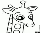 Une jeune girafe, dans son visage reflète la curiosité pour découvrir tout, une attitude commune de l'enfance et de jeunesse
