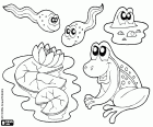 Quelques animaux et les plantes de l'étang, un nénuphar, un crapaud, une grenouille dans l'eau et deux têtards