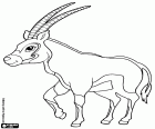L’oryx gazelle ou gemsbok, une antilope de grande taille, Oryx gazella. Une des espèces d’antilopes africaines