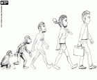 L’évolution de l’homme représentée en cinq étapes d’hominidés primate à l’homme moderne, en passant par le premier hominidé bipède, l’homo erectus et l’homo sapiens archaïque