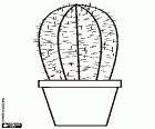 L’une des nombreuses variétés de cactus qui sont utilisés comme une plante décorative dans les maisons. Le cactus dans un pot