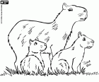 Les cabiaï sont les plus gros rongeurs au monde. Le cabiaï, le capybara est un mammifère semi-aquatique qui vivent en troupeaux en Amérique du Sud