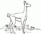 Le guanaco est un animal d’Amérique du Sud qui peuvent boire de l’eau salée