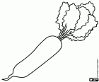 Le radis daikon ou radis blanc est une racine orientale typique. Son nom scientifique est Raphanus sativus var. sativus. longipinnatus