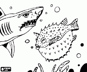 Coloriage Requin et poisson boule ou poisson globe