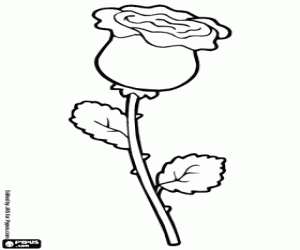 Coloriage Rose