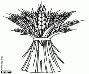 Coloriage La récolte des céréales, le blé