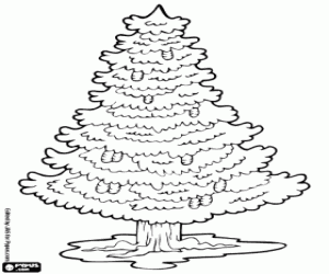 Coloriage Sapin, arbre conifère